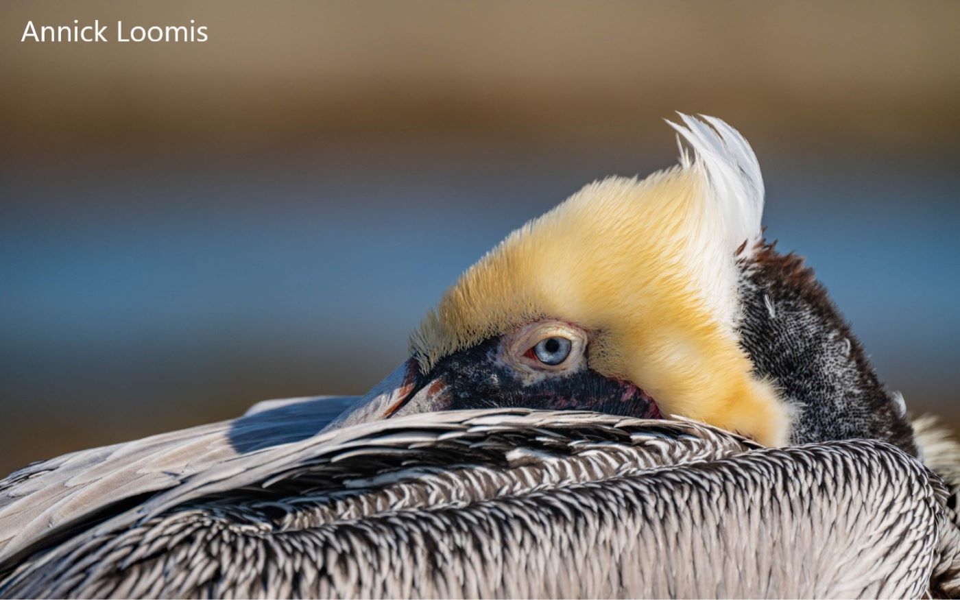 A close-up of a brown pelican from the side as the bird looks into the camera